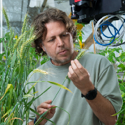 From Ancient Wheat to the Fields of the Future