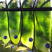 Seaweed – A Promising Defense Against Covid-19