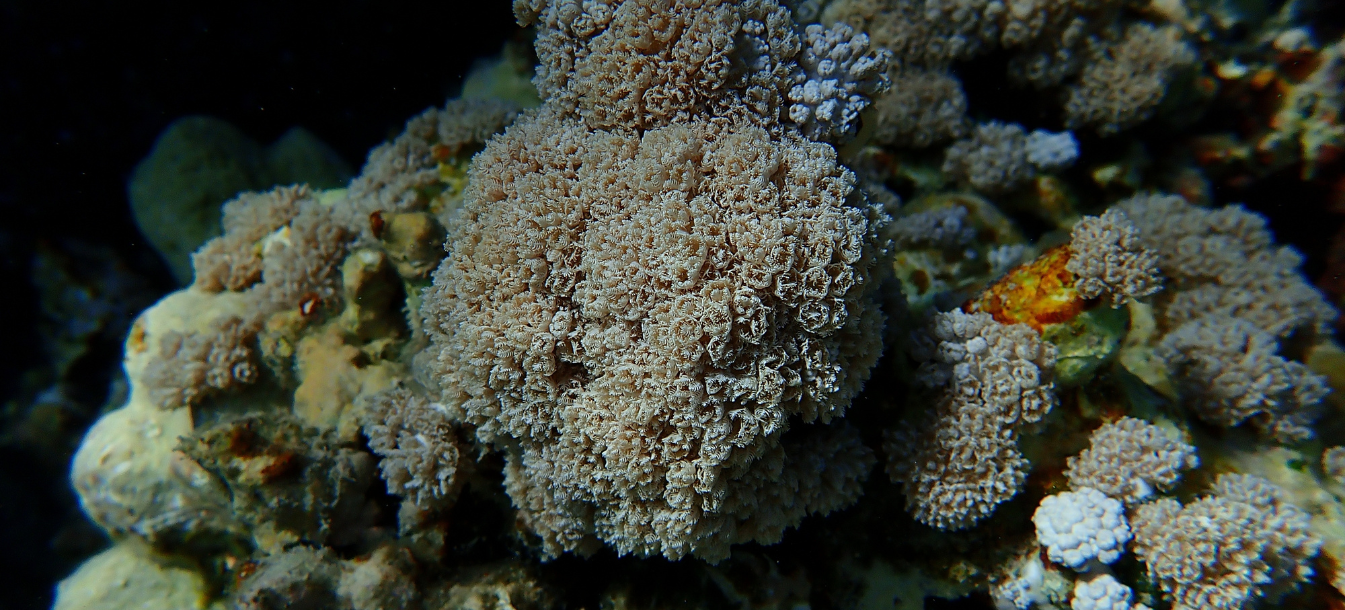 How Corals Pulse in Perfect Sync Without a Brain?