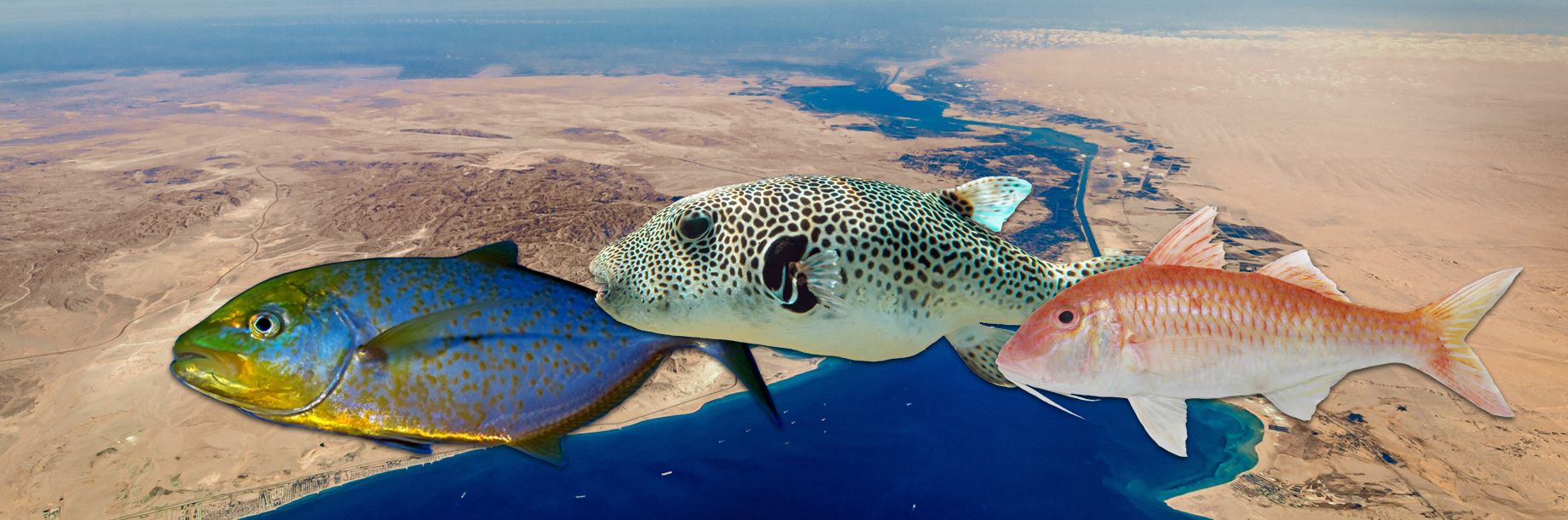 TAU researchers have developed a model that predicts which Red Sea fish are most likely to invade the Mediterranean.