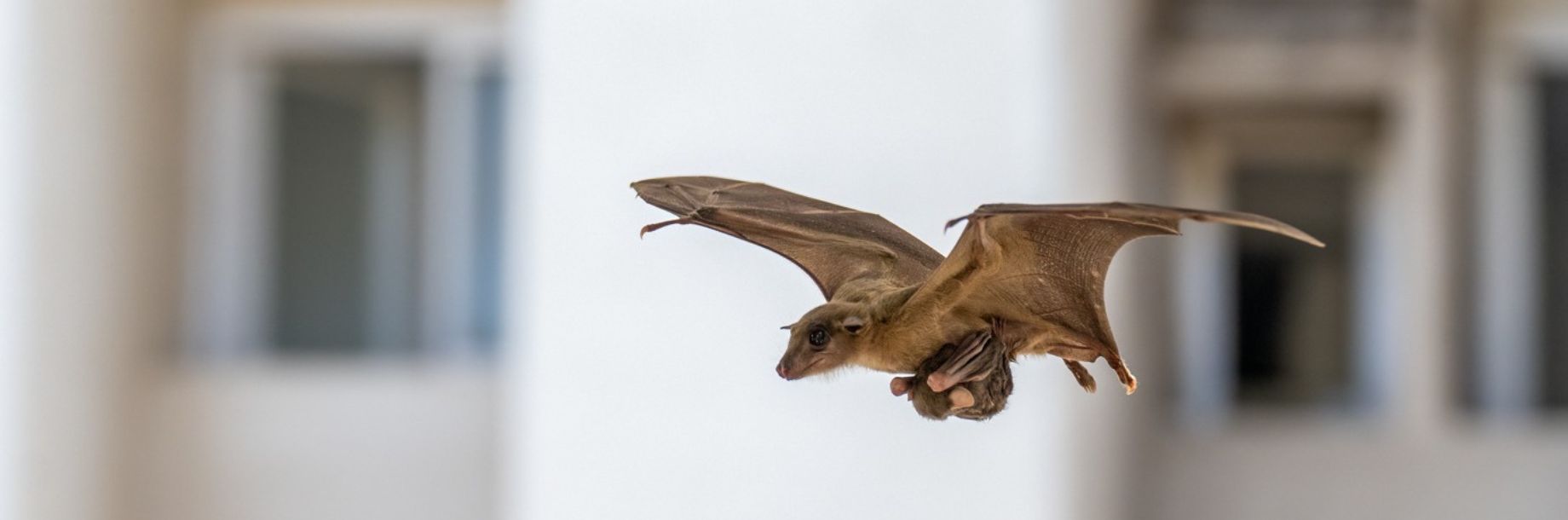 Why Do City Bats Give Birth Earlier?