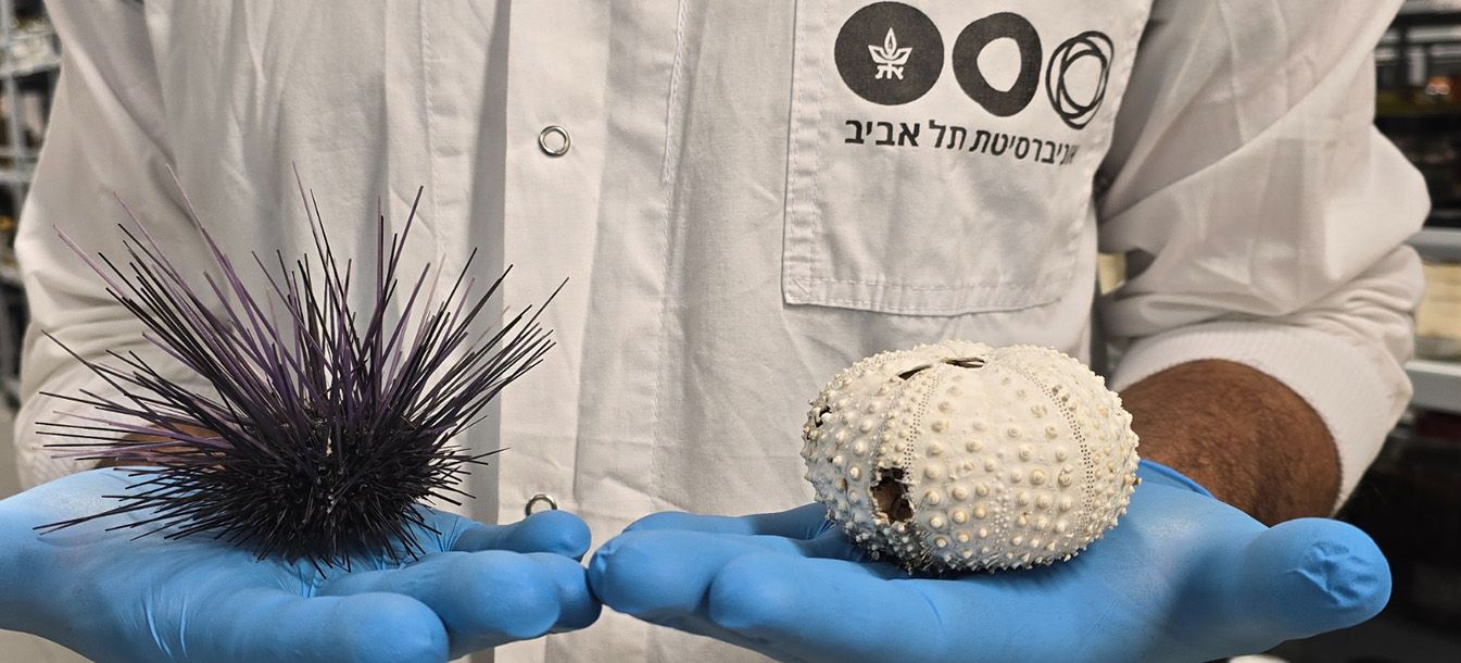 Why Sea Urchins Are Dying?