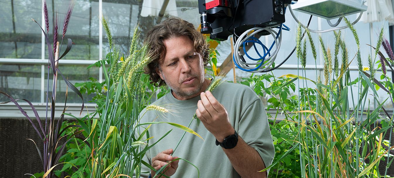 The Superpowers of Ancient Wild Wheat