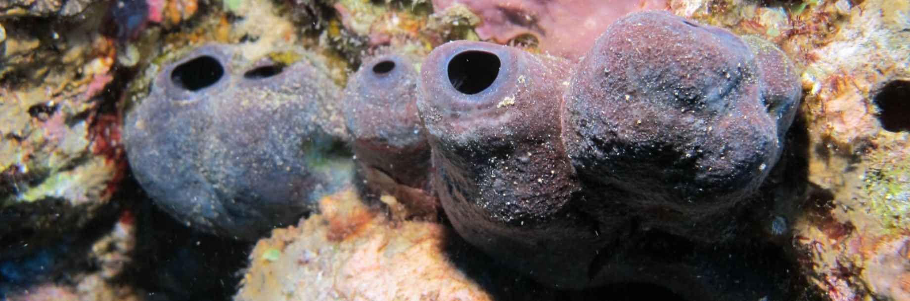 Beware, We’re Toxic! Sponges Use Precious Metal to Warn Predators