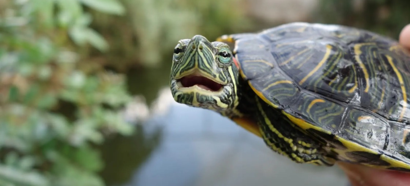 What Turtles Reveal About  Our Brain?