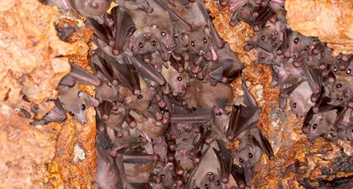What do bats talk about? A TAU study explains Tel Aviv University