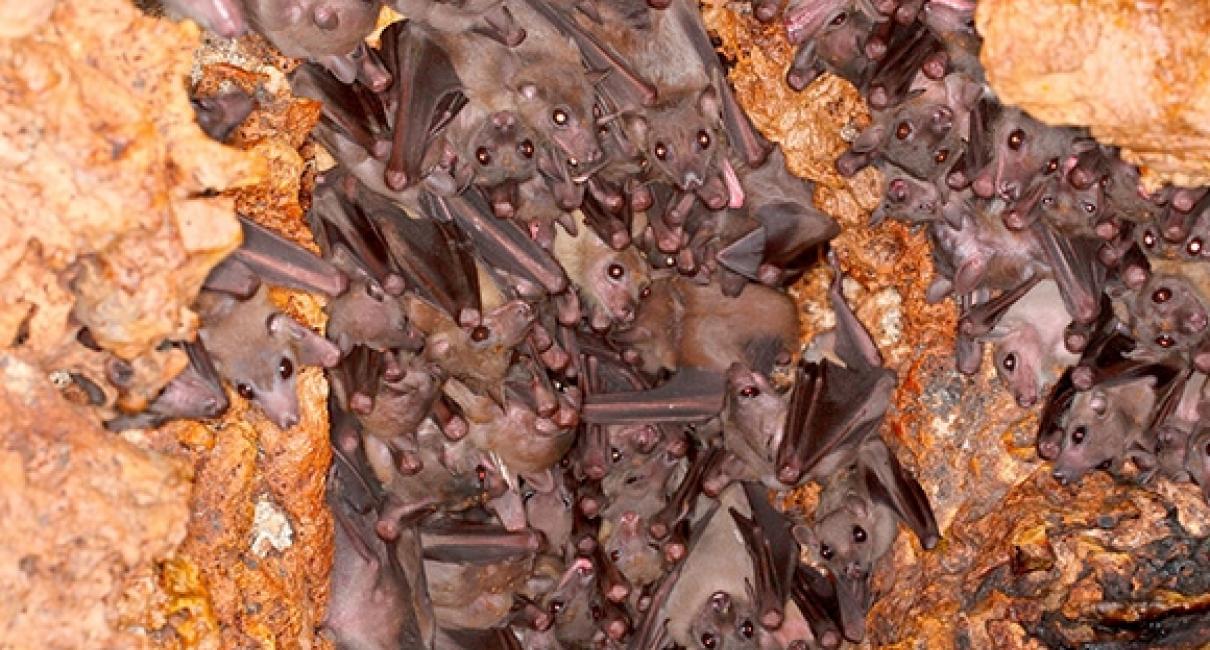 What do bats talk about? A TAU study explains