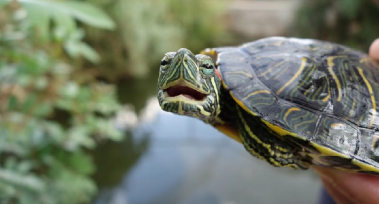 Turtles and the Origins of the Visual Brain | Tel Aviv University | Tel ...