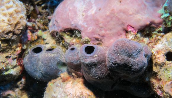 Eilat's Sponges' Unique Way to Deter Predators