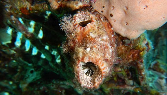 The Polycarpa mytiligera speciel of ascidian (Photo: Tal Gordon)