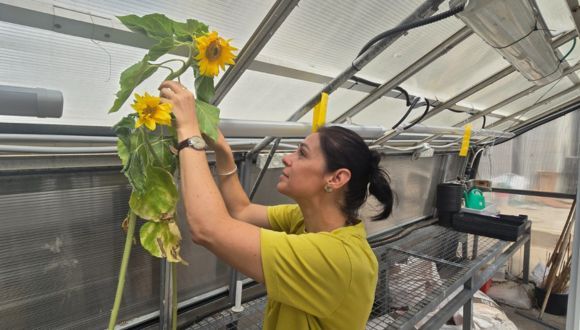 The Reason Behind the Dancing Sunflowers