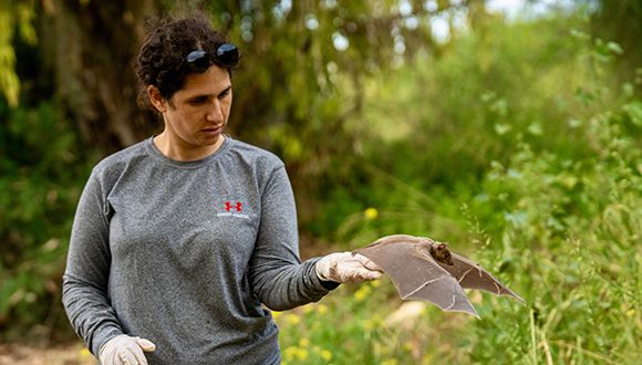 What Makes a Bat Bold?