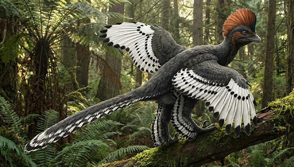 The Dinosaurs That Forgot How to Fly