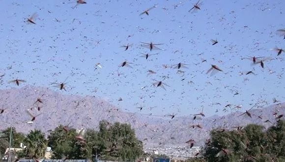 Why do Locusts Form Destructive Swarms?