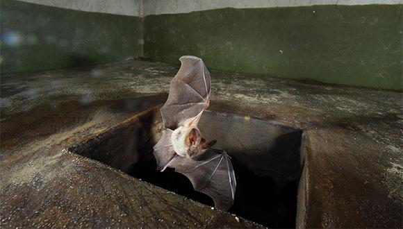 How do bats find their way? (Photo: Jans Raidel)