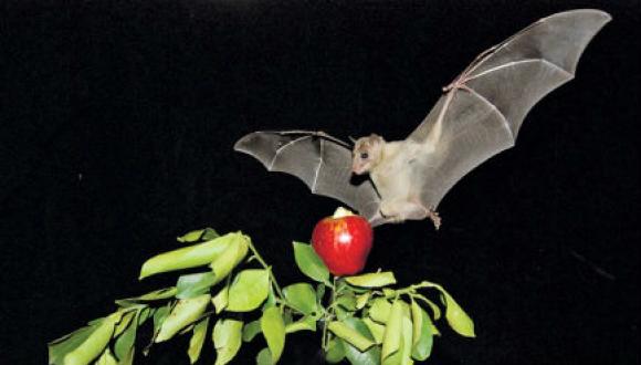 TAU researchers will track bats using the world's smallest GPS trackers. (Photo: Dr. Yossi Yovel)