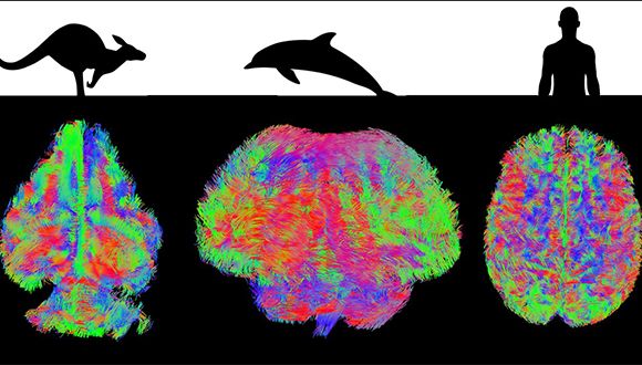 MRI review of different mammalian brains