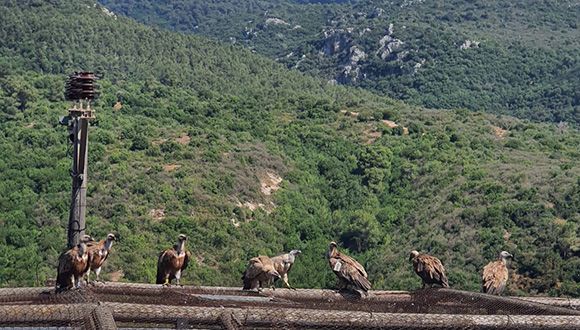 Just Like Us: Retired Eagles Like to Stay In