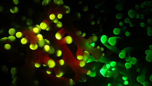 Why do Corals Glow?