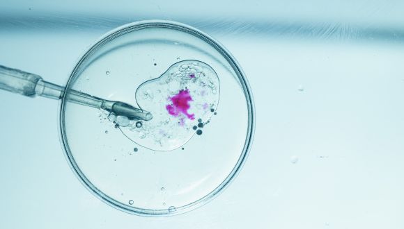 Innovative Technology from Tel Aviv University researchers can double IVF Success Rates