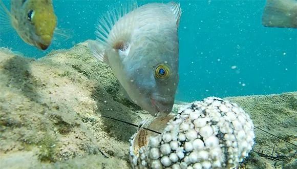 New Studies Expose Coral Reef Crisis in Eilat