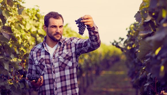 International Study Reveals Genetic Link Between Modern Wine Grapes and Ancient Varieties 
