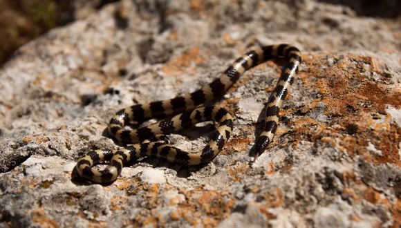 Small with black and yellow rings, some 50 million years old. Meet the Micrelaps snake (photo: Alex Sablenco )