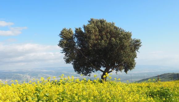 Olive Trees Were First Domesticated 7,000 Years Ago