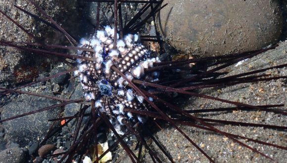 Is the Spread of Deadly Pathogens Threatening Coral Reefs Worldwide?