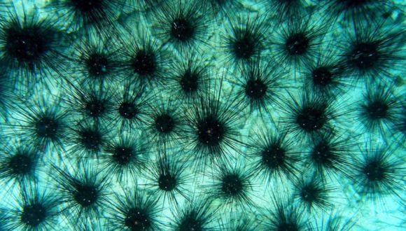 Global Coral Crisis: Deadly Sea Urchin Disease Discovered