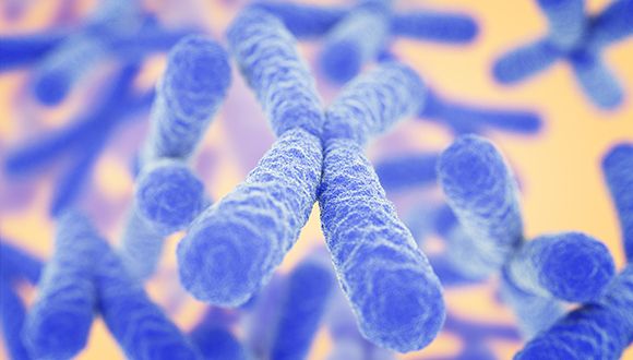 Genetic Memory of Starvation May Curtail Lifespan of Men