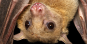 Egyptian fruit bat. Photo credit: Jens Rydell
