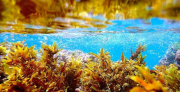 An underwater Israeli seaweed garden.