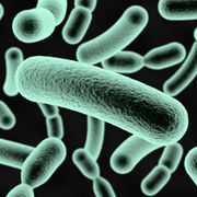Using 'Good' Bacteria to Fight 'Bad' Bacteria