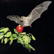New Bat Laboratory to Help Decipher Human Neurology