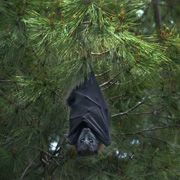 Bats ‘Social Distance’ Too
