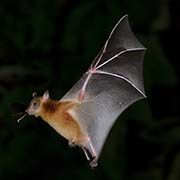Why Do Bats Fly into Walls?
