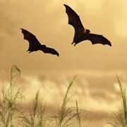 TAU discovers how bats recognize their own "bat signals"