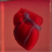 3D printed heart used to test life-saving drugs