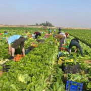 Extending a Helping Hand to Farmers in Israel’s South