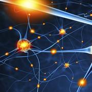 TAU study: neuron groups maintain brain stability