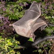 Can Bats Think Ahead of Time?
