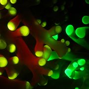 Why do Corals Glow?