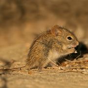 mouse in the desert