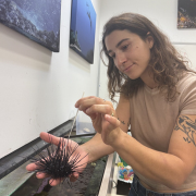 Why Sea Urchins Are Dying?