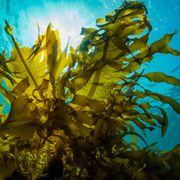 Underwater forest of seaweed 