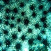 Global Coral Crisis: Deadly Sea Urchin Disease Discovered