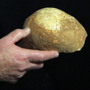 TAU discovers skull proving Homo sapiens & Neanderthals coexisted